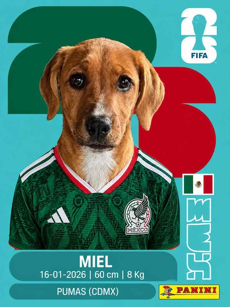 ¿Cómo hacer mi propia estampa del Mundial con mi foto o la de mi mascota? Aquí te decimos paso por paso. Foto: (IA)
