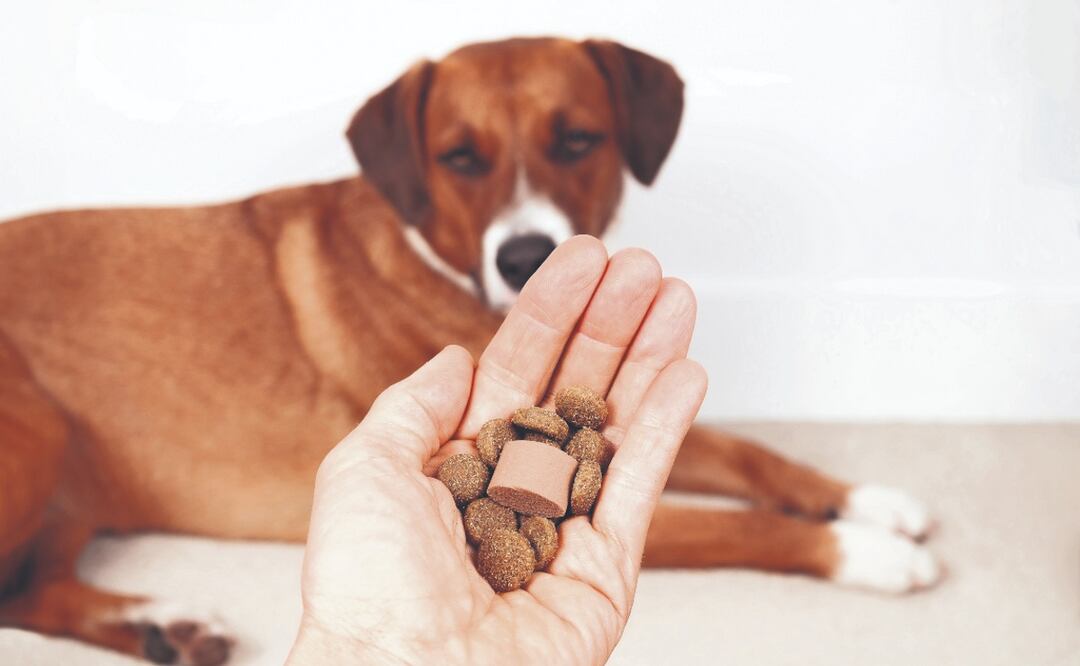 ¡Protege a tu mascota! Importancia de la desparasitación y los errores más comunes