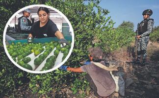 La verdad tras la guerra del limón en Tierra Caliente, ¿quién controla el negocio en Michoacán?