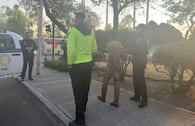 Escena macabra en CDMX: Hombre es sorprendido arrancando piel de perros, en la GAM