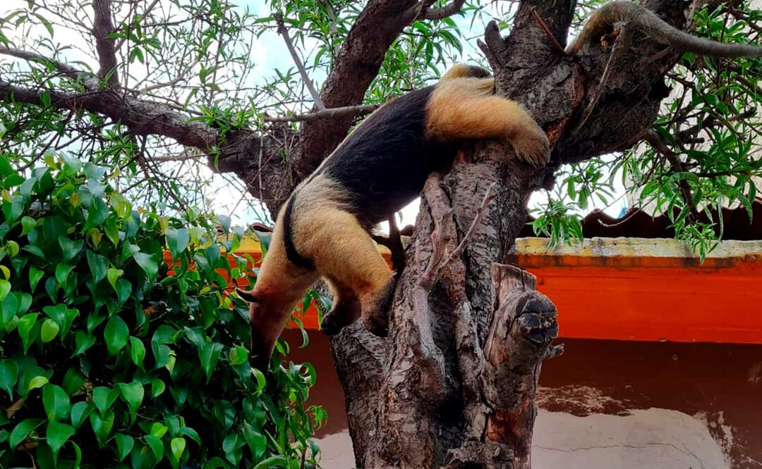 ¡Pasó en Nezahualcóyotl! Me pareció ver un lindo… ¿oso hormiguero?