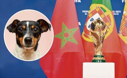 Marruecos planea exterminar perritos para albergar el Mundial de la FIFA 2030