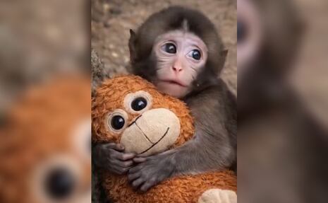 De Grumpy Cat a Punch: 10 animales que rompieron internet y conquistaron el mundo