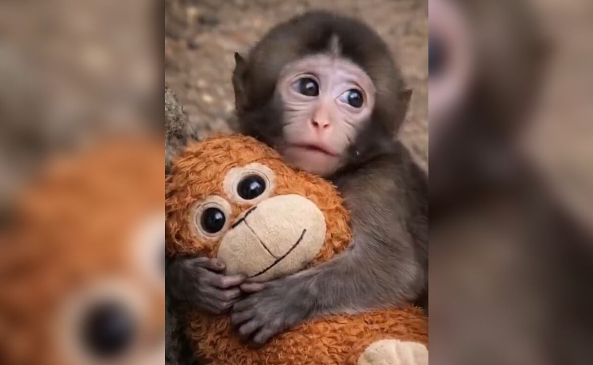 De Grumpy Cat a Punch: 10 animales que rompieron internet y conquistaron el mundo