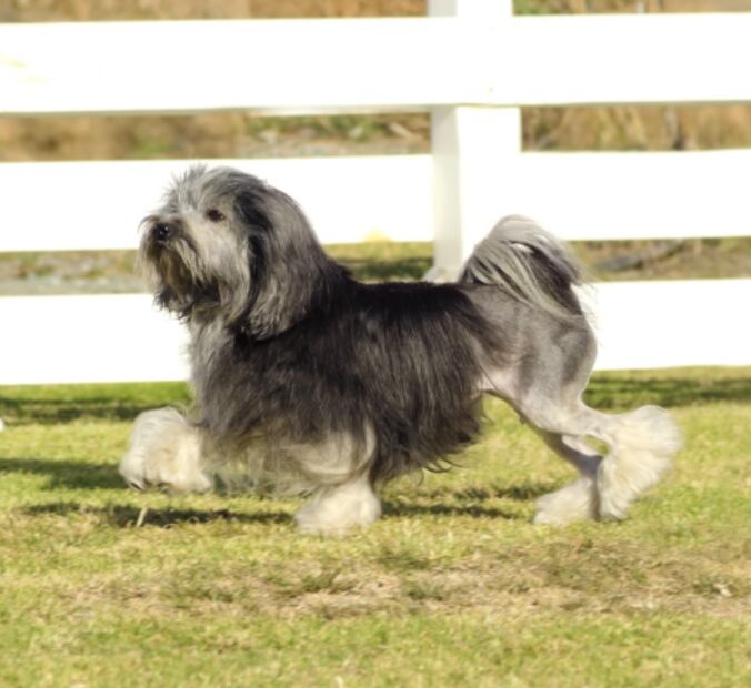 Perro León (Foto: X)