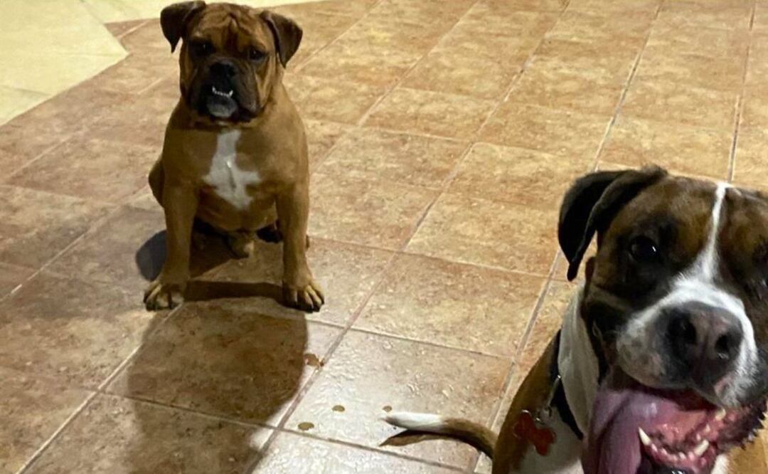 Encarga sus lomitos en pensión y se los regresan muertos, en Xochimilco