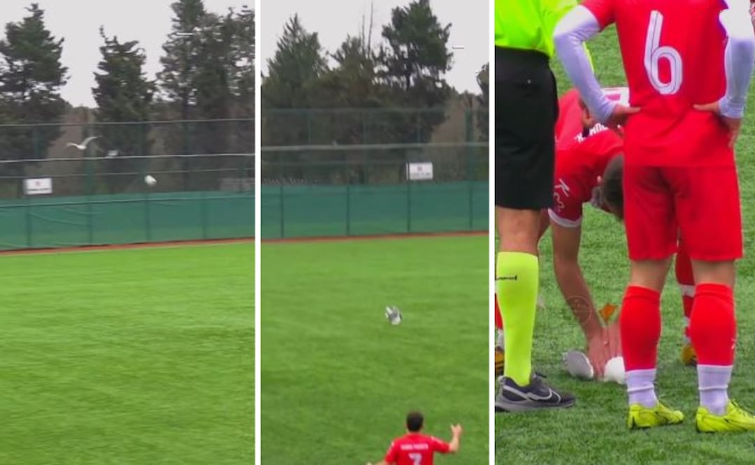 Foto: Redes sociales (VIDEO: Futbolista salva la vida a una gaviota en pleno partido de play-off)