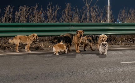 VIDEO: Perritos colaboran y huyen de personas que pensaban comercializar su carne, en China  