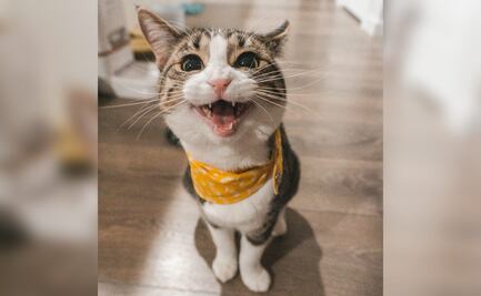 Alerta en EU confirman primer caso de gripe aviar en un gato callejero