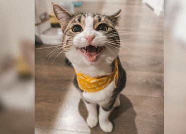 Alerta en EU confirman primer caso de gripe aviar en un gato callejero