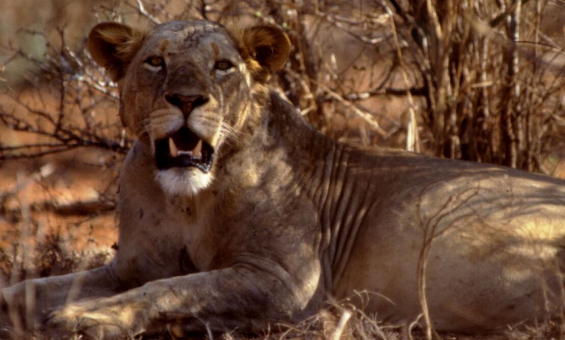 Descubren dieta de leones devoradores de humanos gracias a análisis de ADN