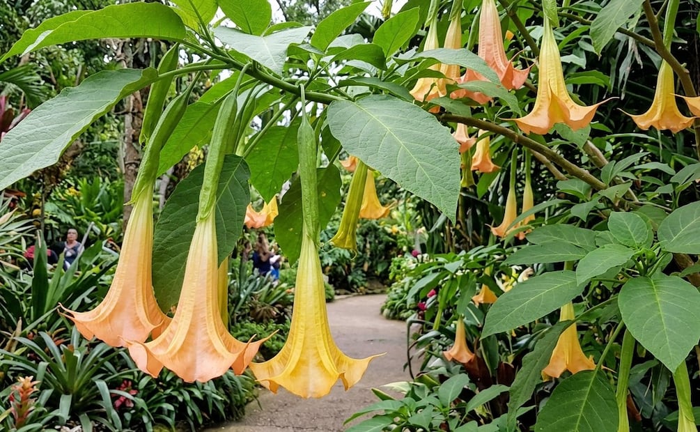 Ángeles Caídos: La historia de "La Burundanguera" y su modus operandi
Imagen: ia