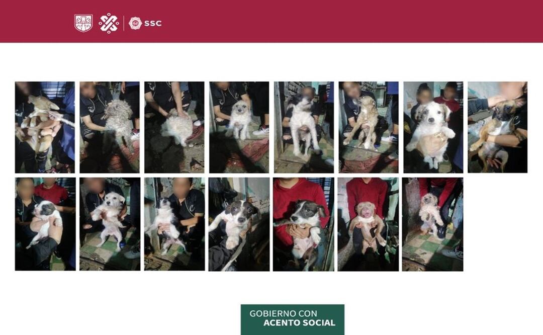 Rescatan a 17 lomitos que vivían en con condiciones lamentables, en Iztacalco