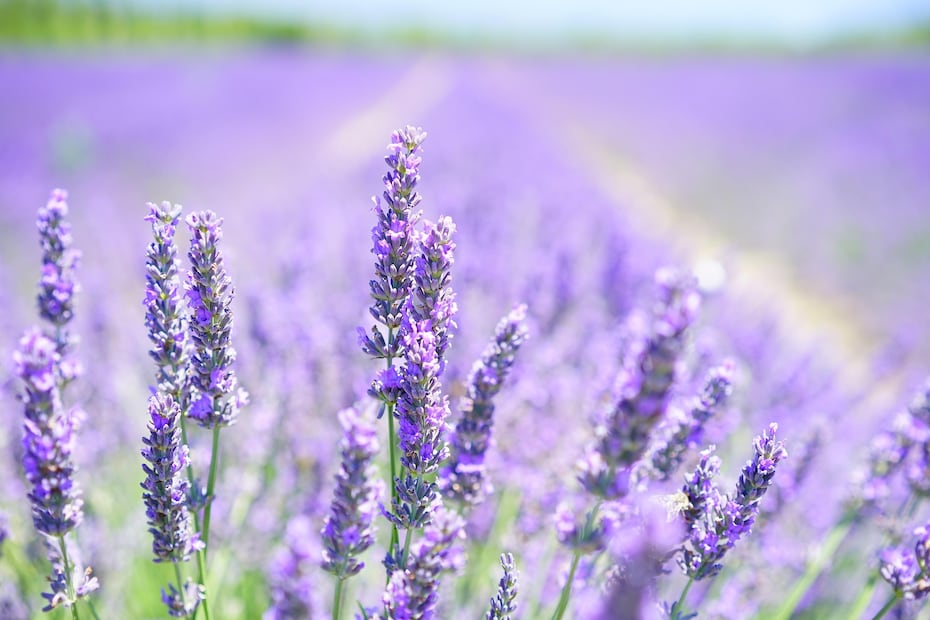 Transforma tu baño en un spa: 4 plantas que absorben la humedad y aromatizan de forma natural
Imagen: PIXABAY