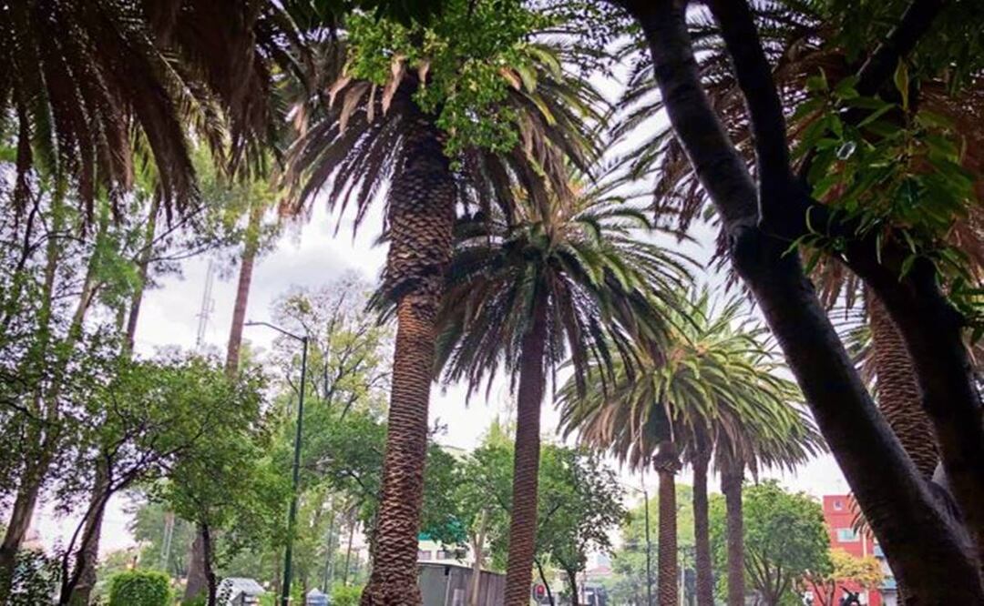 Sustituyen cientos de palmeras hongueadas en la CDMX, tras plaga