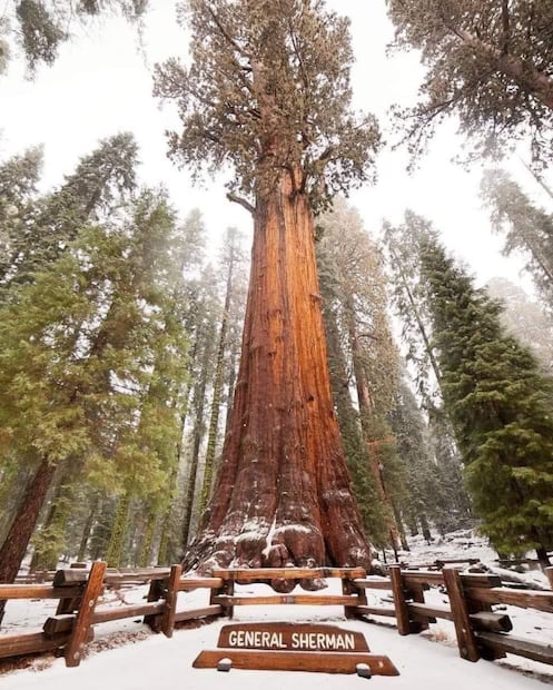 General Sherman – California, Estados Unidos (Foto: X)