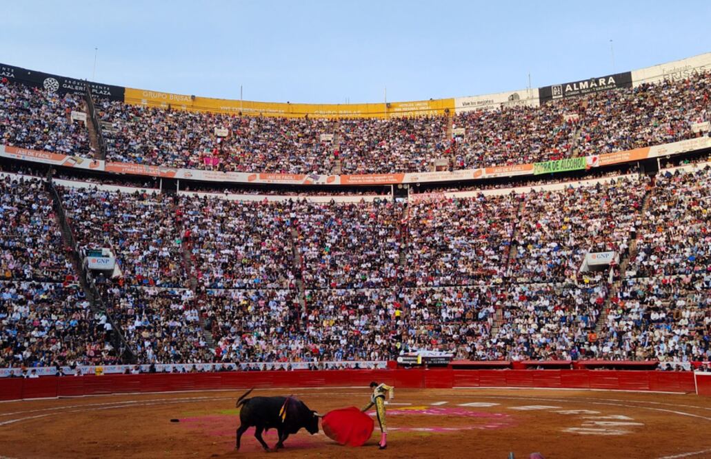 Toros (Foto: Cuartoscuro)