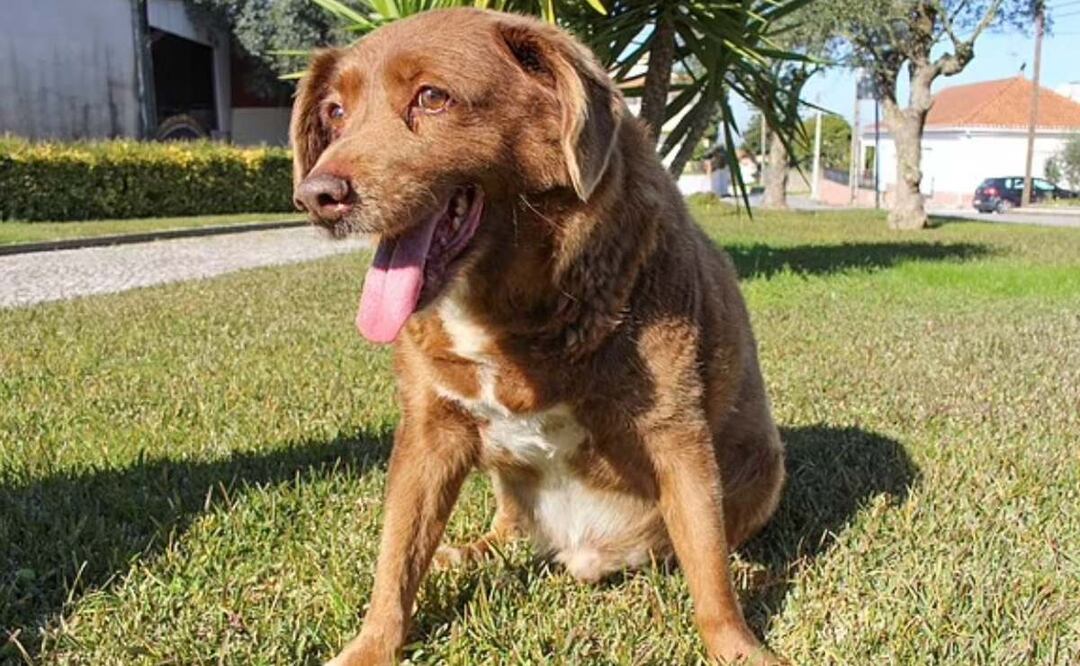 Tras su muerte, Récords Guinness quita a 'Bobi' el título del perro más longevo