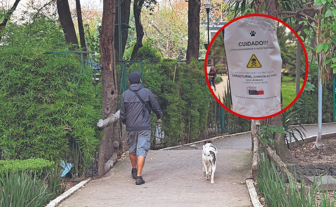 ¡Indignación en la Condesa! Envenenan a perros y dejan comida mortal en el Parque España
Foto: Especial