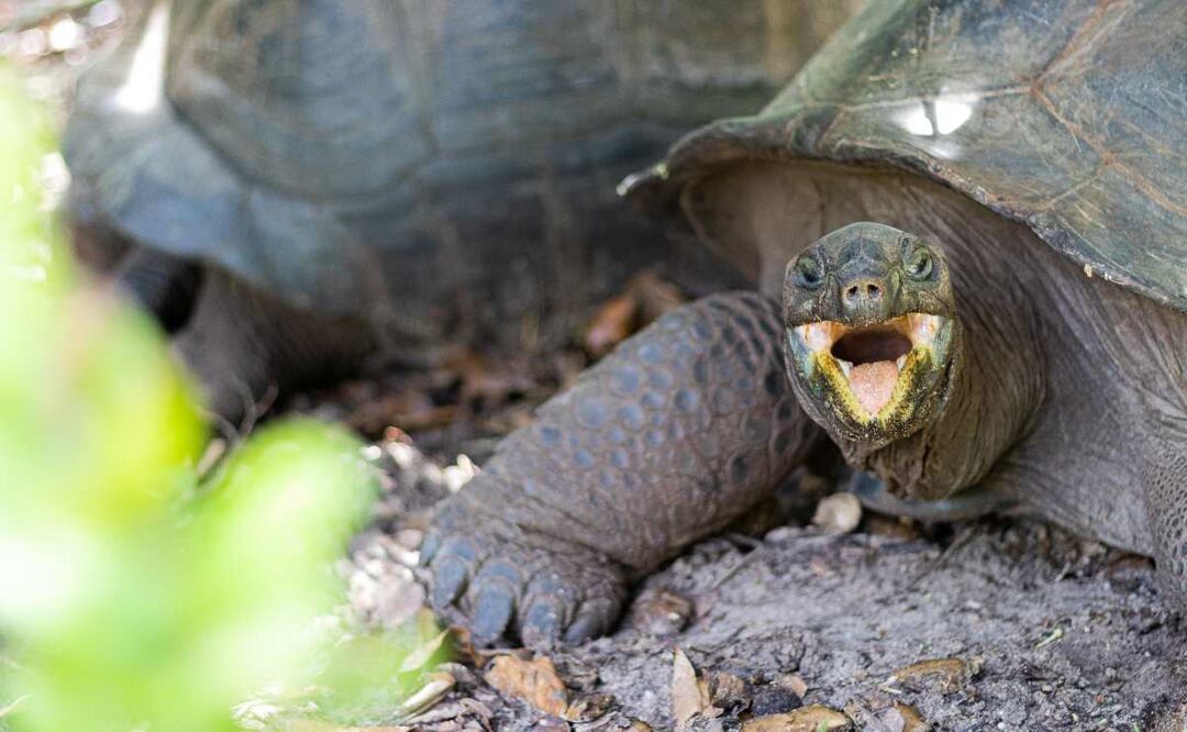 Los seres más viejos del planeta, una esponja marina puede vivir hasta 11 mil años 