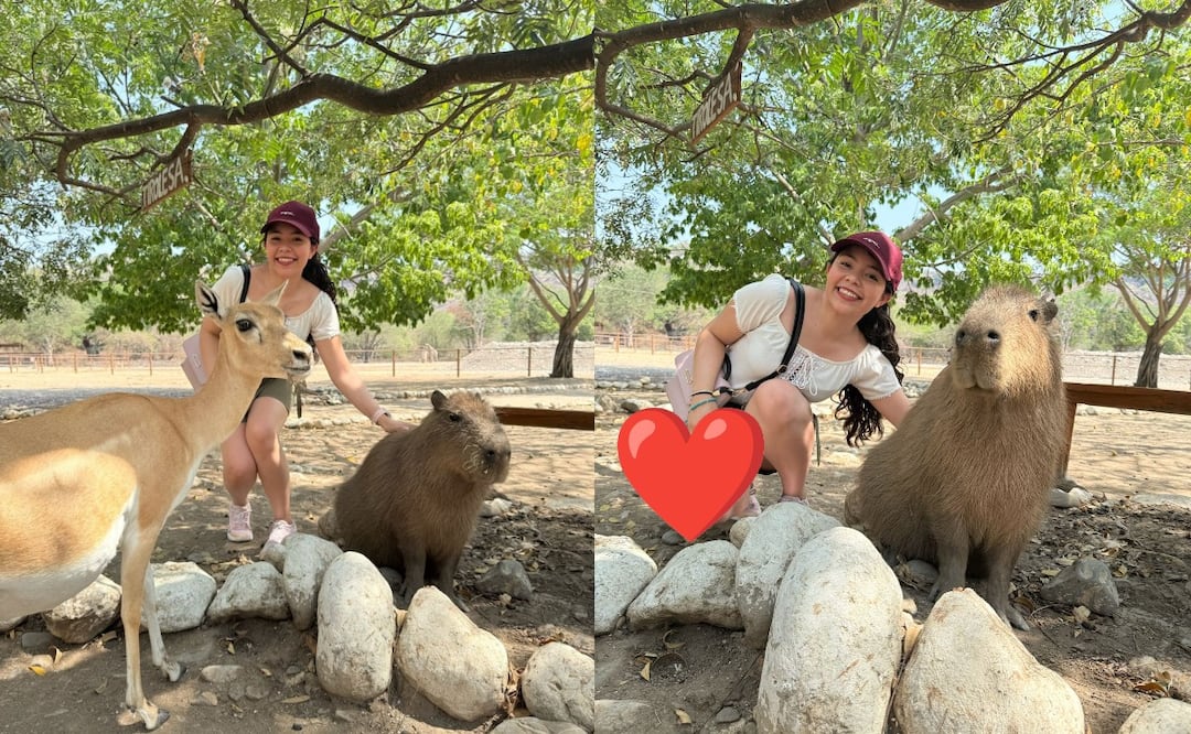 ¿Cuáles son los mejores lugares cerca de CDMX para poder convivir con Capibaras y otros animales?
Imagen Instagram: ShanisCovis