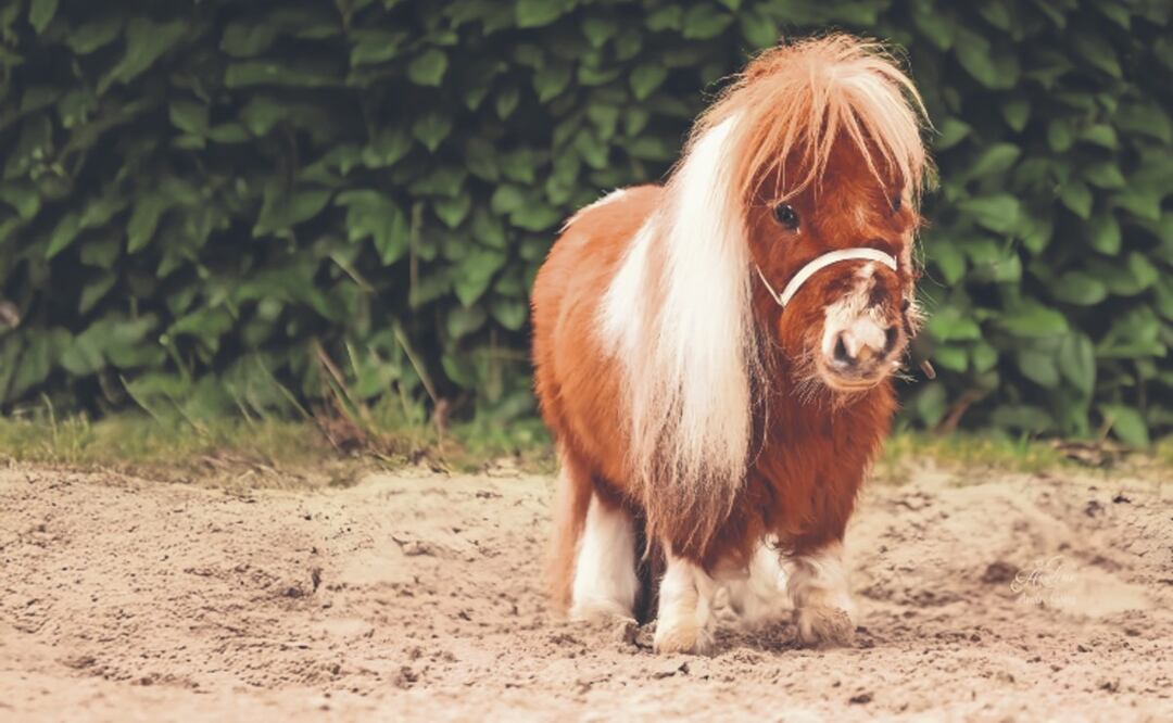 El caballo más pequeño del mundo, nuevo récord guiness, no mide ni 60 cm
Imagen: Instagram