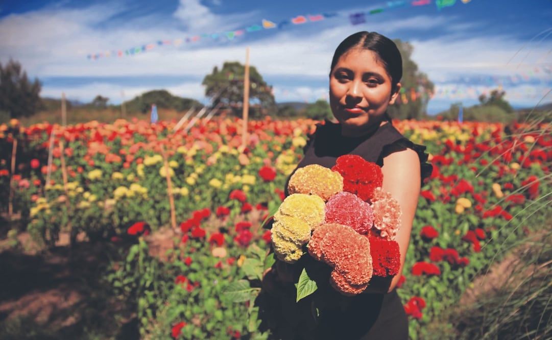 ¡Ni la pandemia los marchitó! Innovan con siete colores de flor de gallo
Foto: EDWIN HERNÁNDEZ. EL GRÁFICO