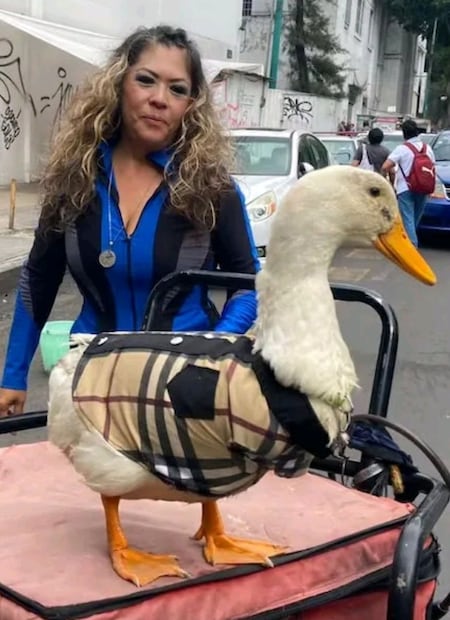 Pato Merlín y su dueña (Vía: X)