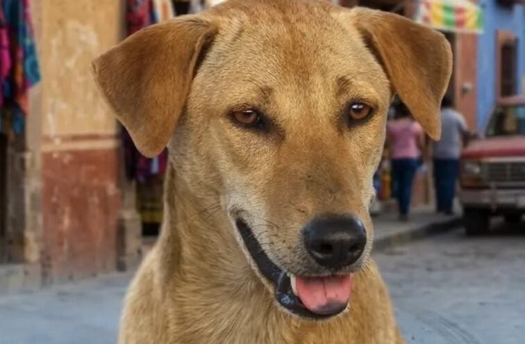 El lomito de la esquina ahora es "raza mexicana": La historia viral del perro caramelo 