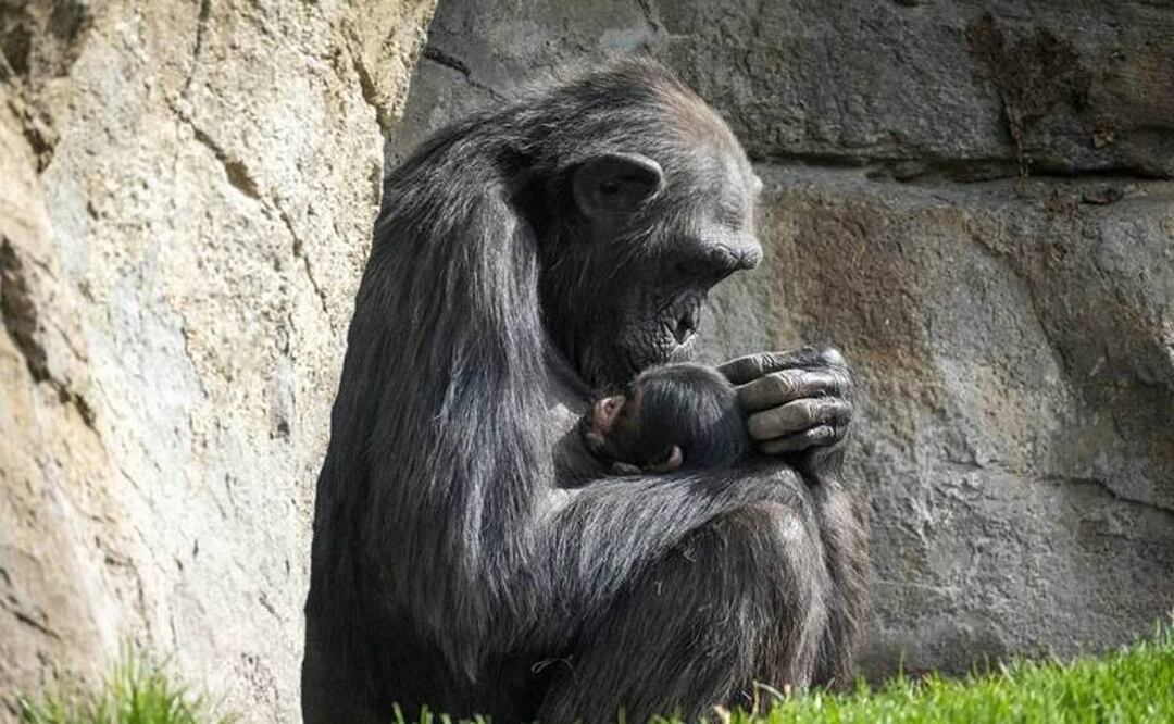 Chimpancé Natalia soltó el cadáver de su bebé tras siete meses de duelo, en España