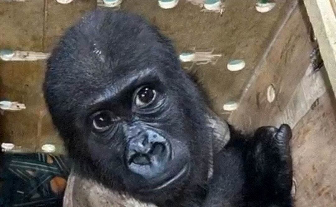 Video: Gorila vestido de bebé es rescatado por agentes aduaneros, era alimentado con biberón