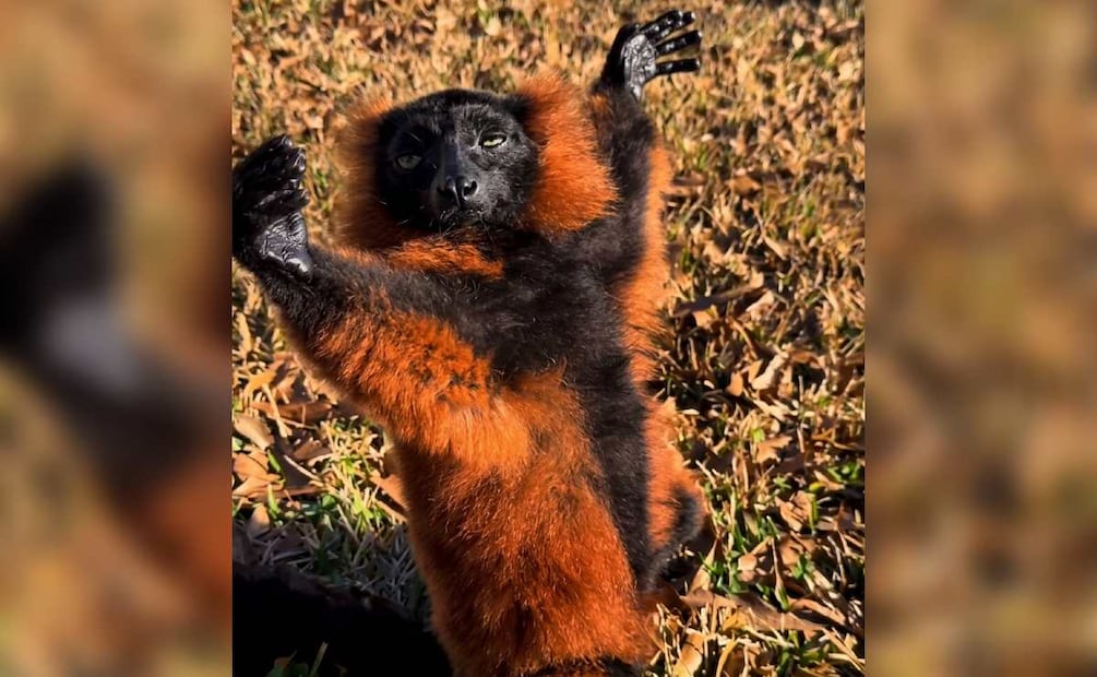 Imagen: Captura de pantalla X (Blood Nut)