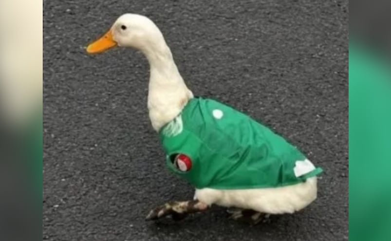 ¿Quién es Merlín? El pato con playera de México que se volvió viral y que ya busca la FIFA