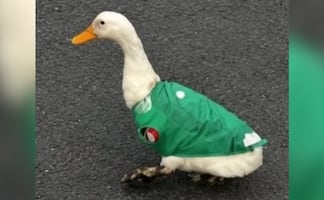 ¿Quién es Merlín? El pato con playera de México que se volvió viral y que ya busca la FIFA