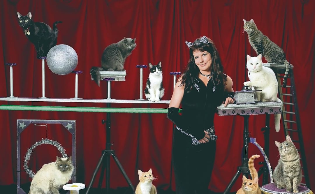 ¡Miau, miau, a la pista! Estos gatos se volvieron estrellas de circo
Foto: Redes Sociales