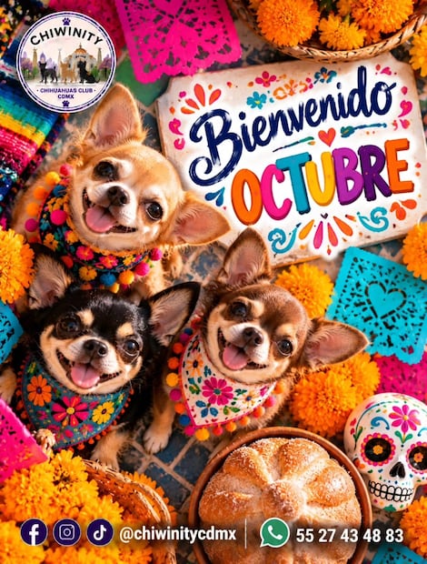 Chihuahuas se apoderarán de Chapultepec con una caminata de Halloween y Día de Muertos
Foto: Chiwinity / Redes Sociales