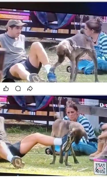 Mono Osuna y Tlacoyo (Vía: Redes)