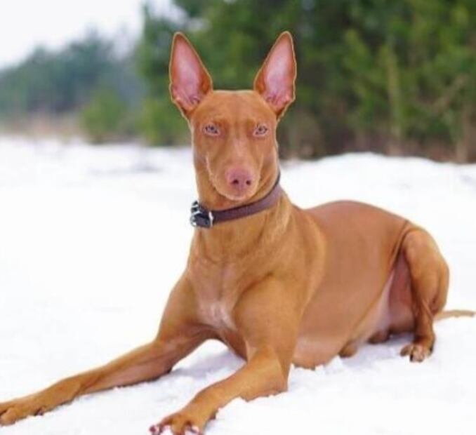 Perro faraón (Foto: X)