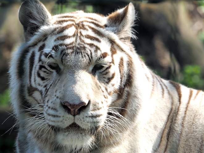 Revelan la causa de muerte del tigre "Kenzo", murió por broncoaspiración tras recibir un disparo
