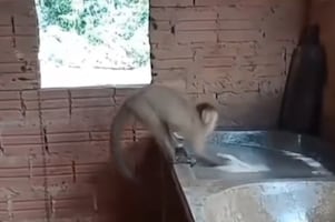 Mono lavando ropa se vuelve viral, pero todo era IA: Así engañó a millones