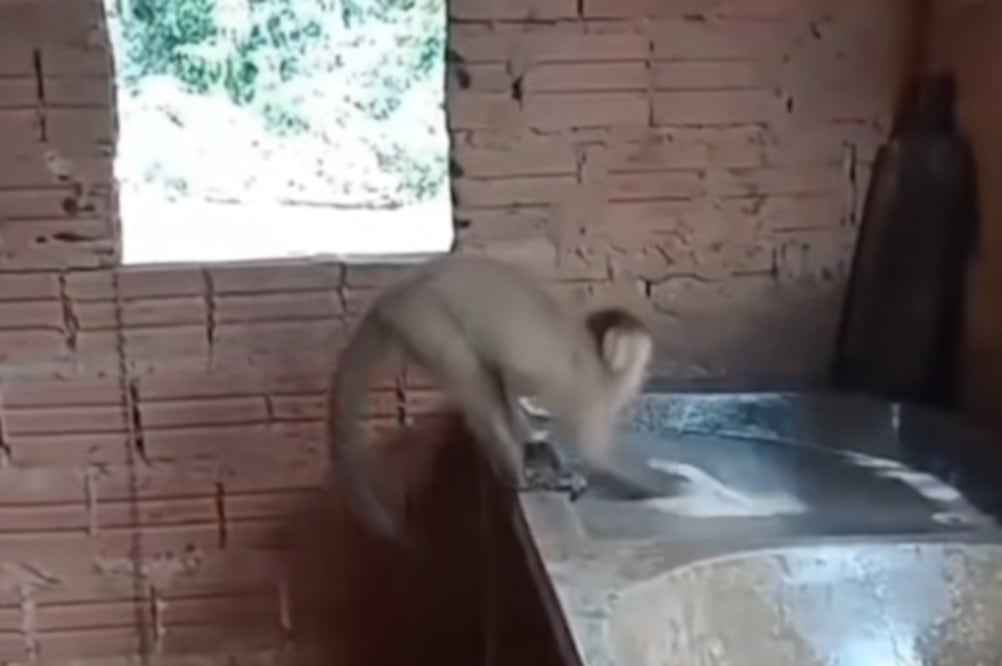 Mono lavando ropa se vuelve viral, pero todo era IA: Así engañó a millones (Foto: TikTok)