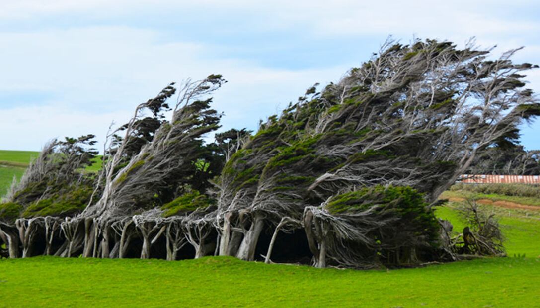 Árboles peinados (Foto: X)
