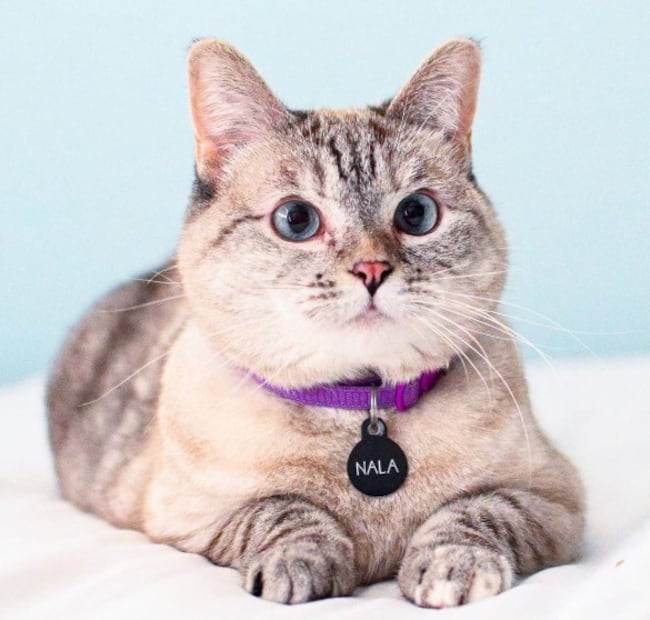 Día Internacional del Gato: conoce a los mininos que se volvieron leyenda mundial. Foto: (Especial)