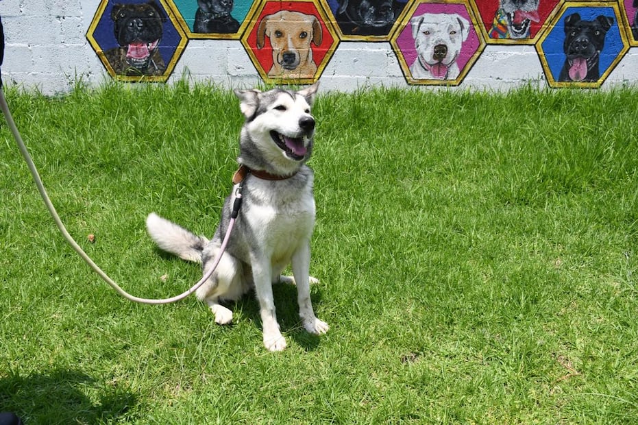 Metro busca hogar para 43 lomitos rescatados en su Centro de Transferencia Canina
Foto: Metro