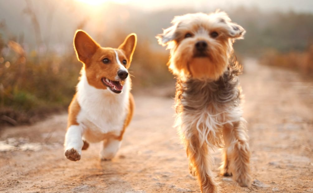 Foto: Unsplash (Los perros combaten el exceso de calor mediante jadeos y a través de las almohadillas de sus patas)