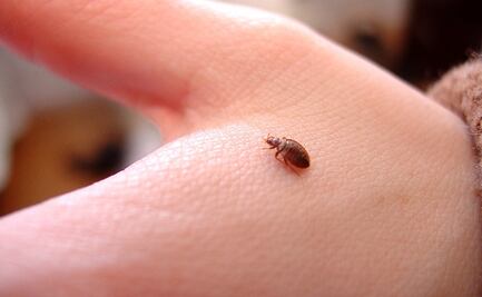 Encuentran origen de la relación entre humanos y chinches ¿qué más descubrieron los investigadores?