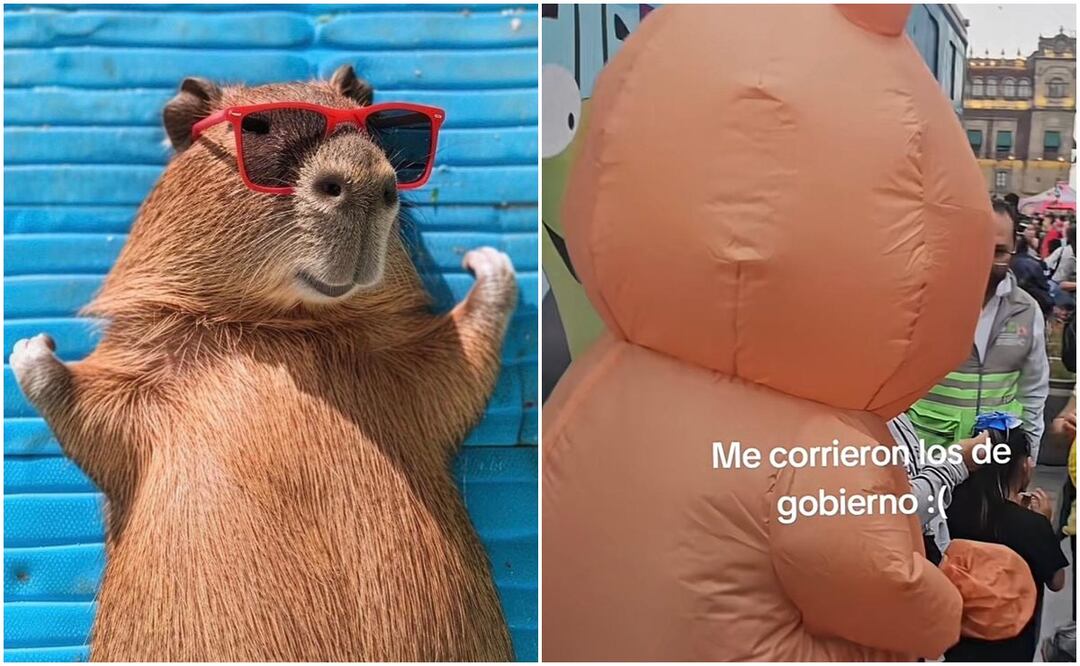 Inflencer se disfraza 
de capibara y lo sacan del Zócalo