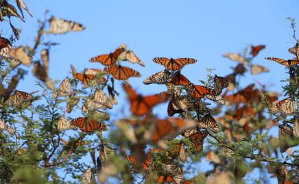 ¡Ya llegaron! Mariposas monarca inician su migración hacia México