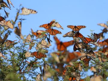 ¡Ya llegaron! Mariposas monarca inician su migración hacia México
