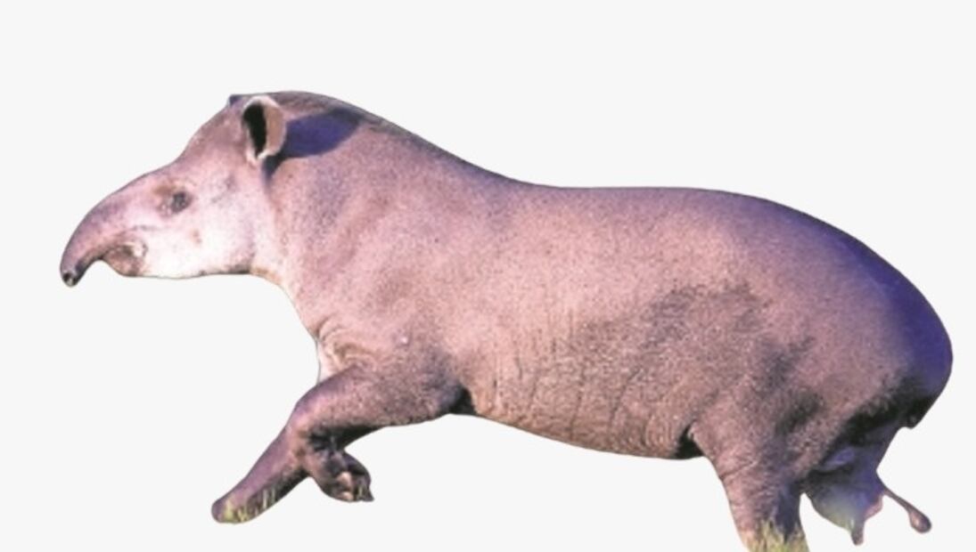 tapir-exotico.jpeg